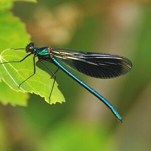 comp DSC 4081