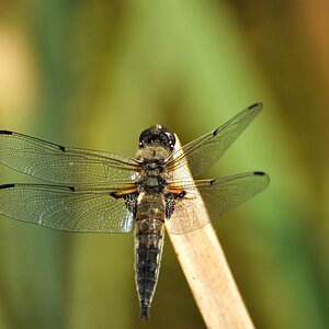 comp DSC 4074