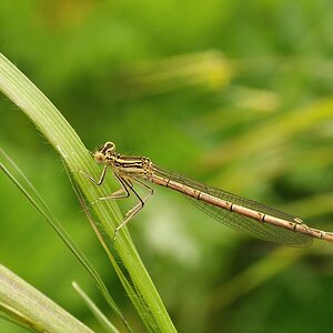 comp DSC 4052