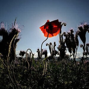 X Mohn schaut in die Sonne