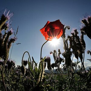 X klatschmohn gegen die Sonne