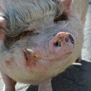 Schwein
