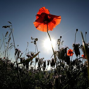 X Klatschmohn fish