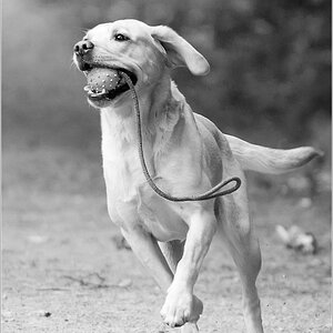 ein glücklicher Hund