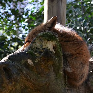 Fuchs