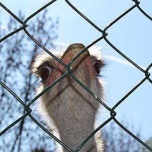 Böser Vogel im Käfig
