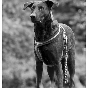 Wachhund sw