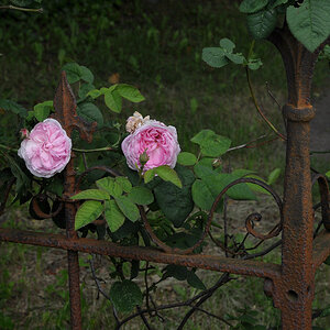 300 8982f: Garz