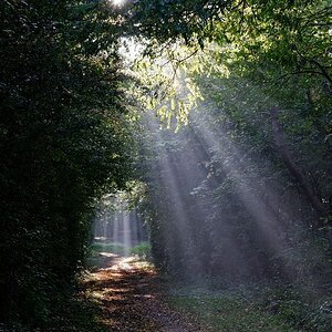 Licht im Wald 02