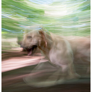 unscharfer Hund 1