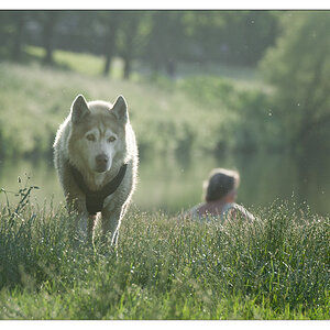 stimmung mit hund