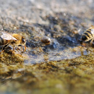 Durstige Bienen 1