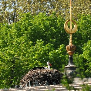 Storch in der Wilhelma in Stuttgart