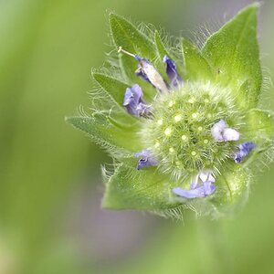green Flower