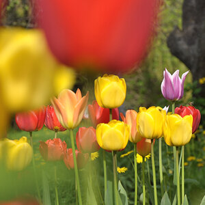 Tulpen 2010