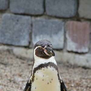 pingu