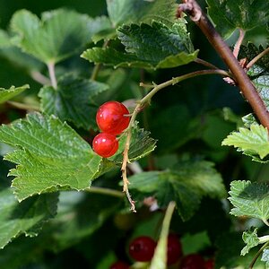 Beeren
mit Micro Nikkor 105/4.0 Ai