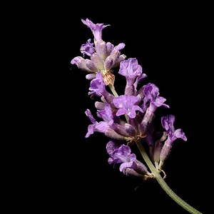 Studie vom Lavendel 
mit Micro Nikkor 105/4.0 Ai