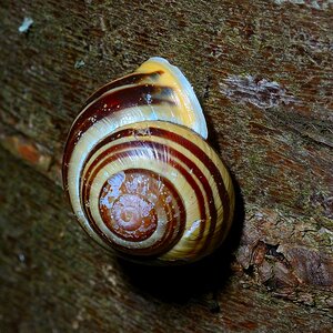 Schnecke
mit Micro Nikkor 105/4.0 Ai