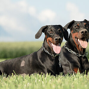 2 Dobermänner