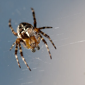 Spinne am Balkon