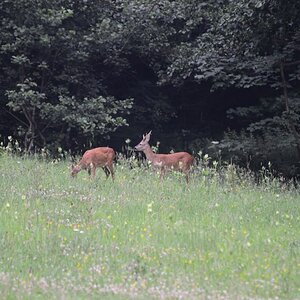 Rehe