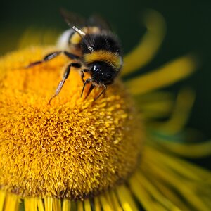 Hummel erster Versuch