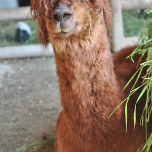 Rasterlama
