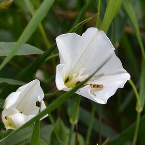 Langbauchschwebfliege