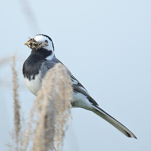 20110612 3738 [NIKON D5100] 600 mm,1 640 Sek. bei ƒ   4,5