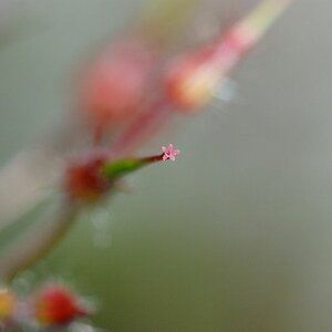 Werdende Blüte
mit Micro Nikkor 105/4.0