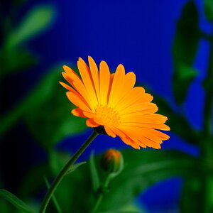 Ringelblume