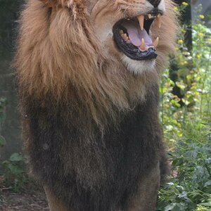 Löwe