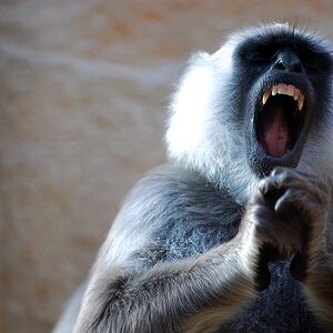 zoom affe