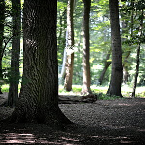 im Park