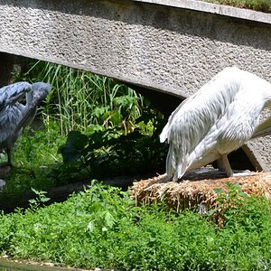 Vögel