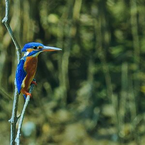 Kingfisher