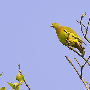 Green Pigoen