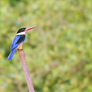 Black-capped Kingfisher