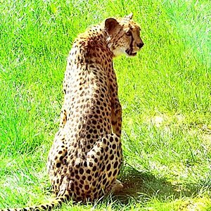 Opelzoo 4 2011 066