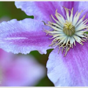 Climatis
