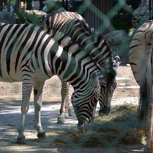 zebra