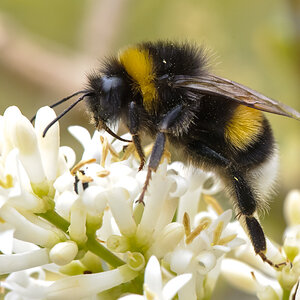 Hummel 1