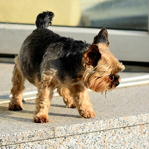 Hundstage