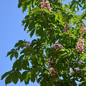 Baum