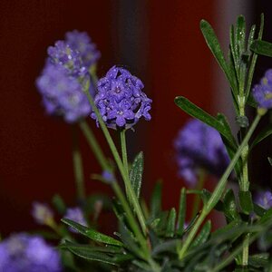 Lavendel