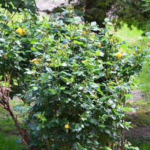 RosenbuschGelb