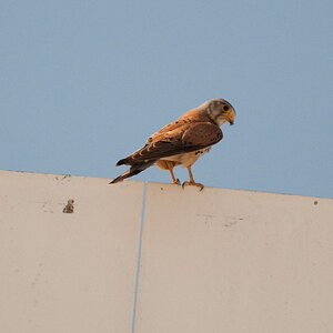 Welcher Vogel Falke?
