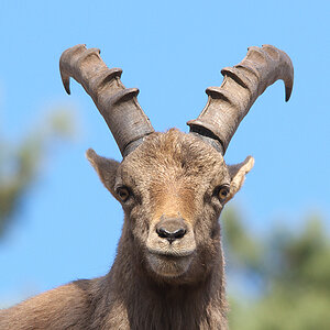 Alpensteinbock