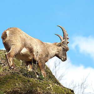 Alpensteinbock